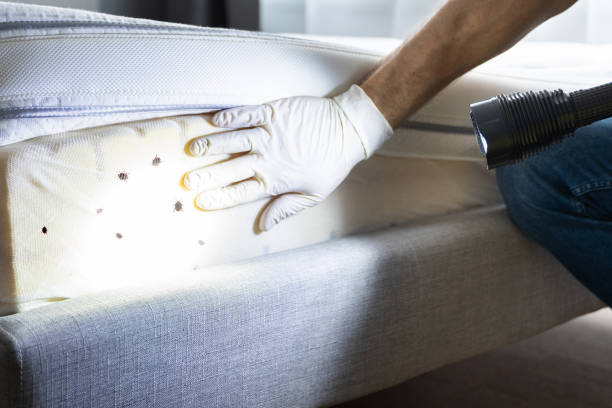 Best Ant Control Services  in Jamestown West, NY