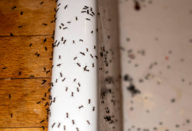 Best Wasp Removal Services  in Jamestown West, NY