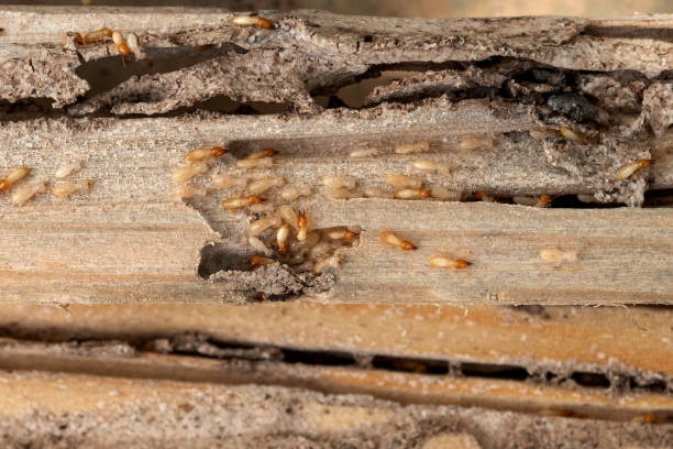 Best Pest Inspection Near Me  in Jamestown West, NY