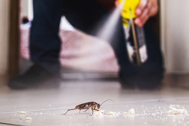 Best Termite Control Services  in Jamestown West, NY