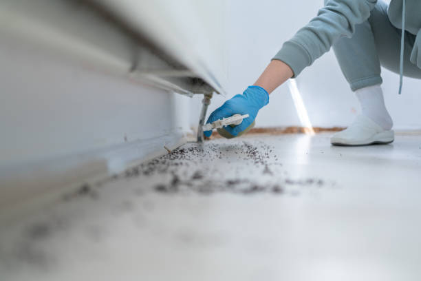 Best Rodent Control Near Me  in Jamestown West, NY